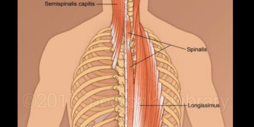 Your neck as it may be a contributor to back pain